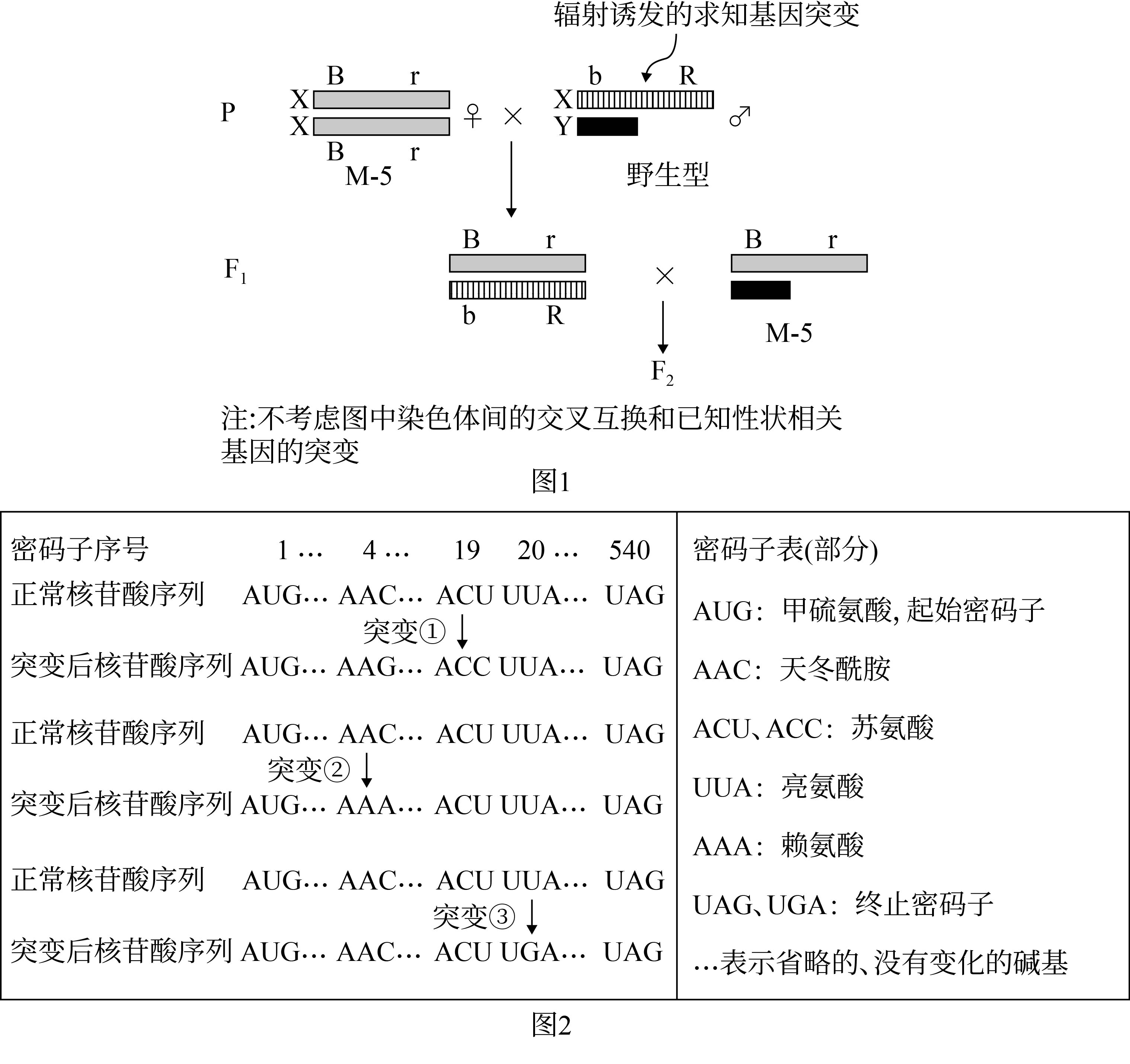 果蝇杂交遗传图解图片