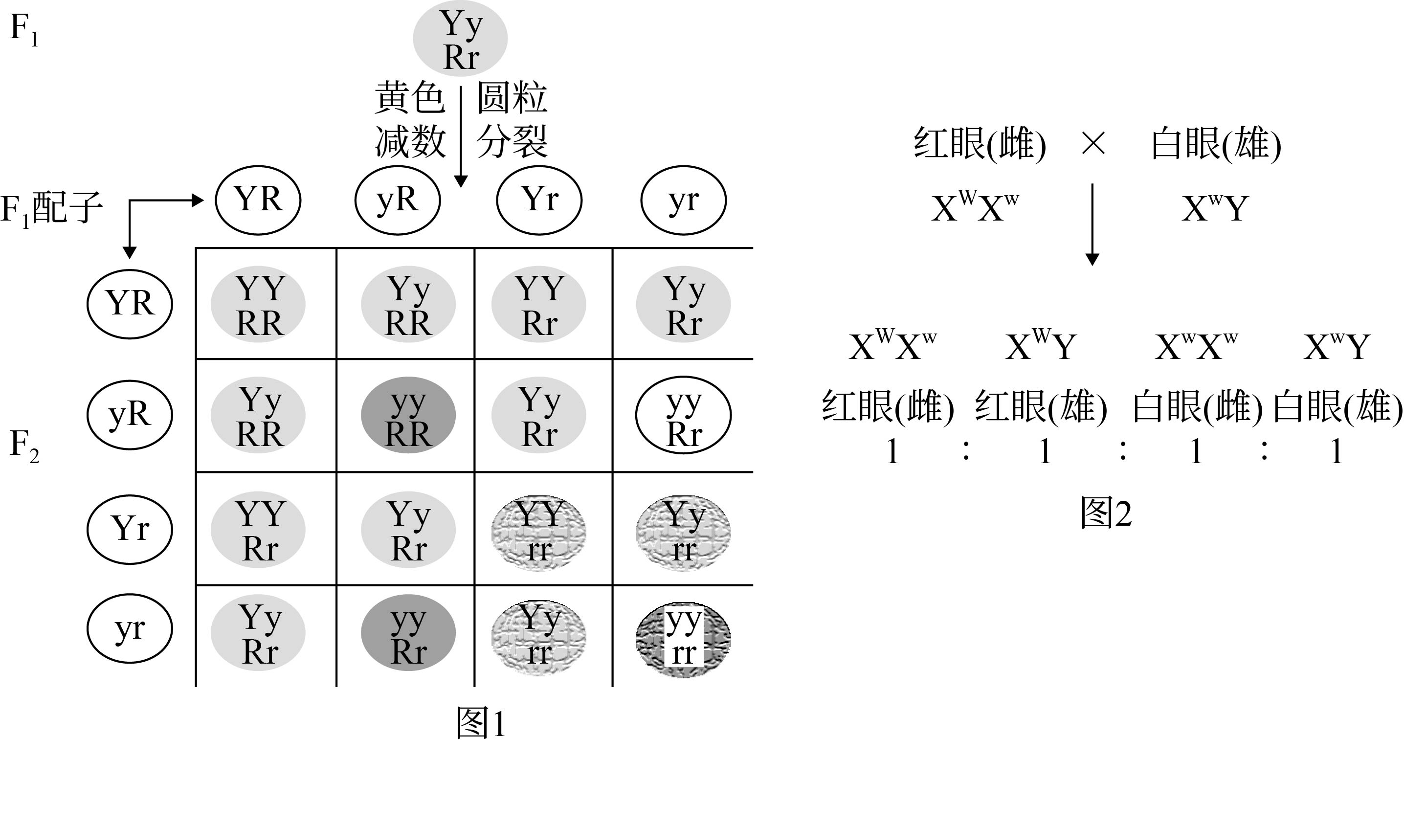 人类相对性状图片