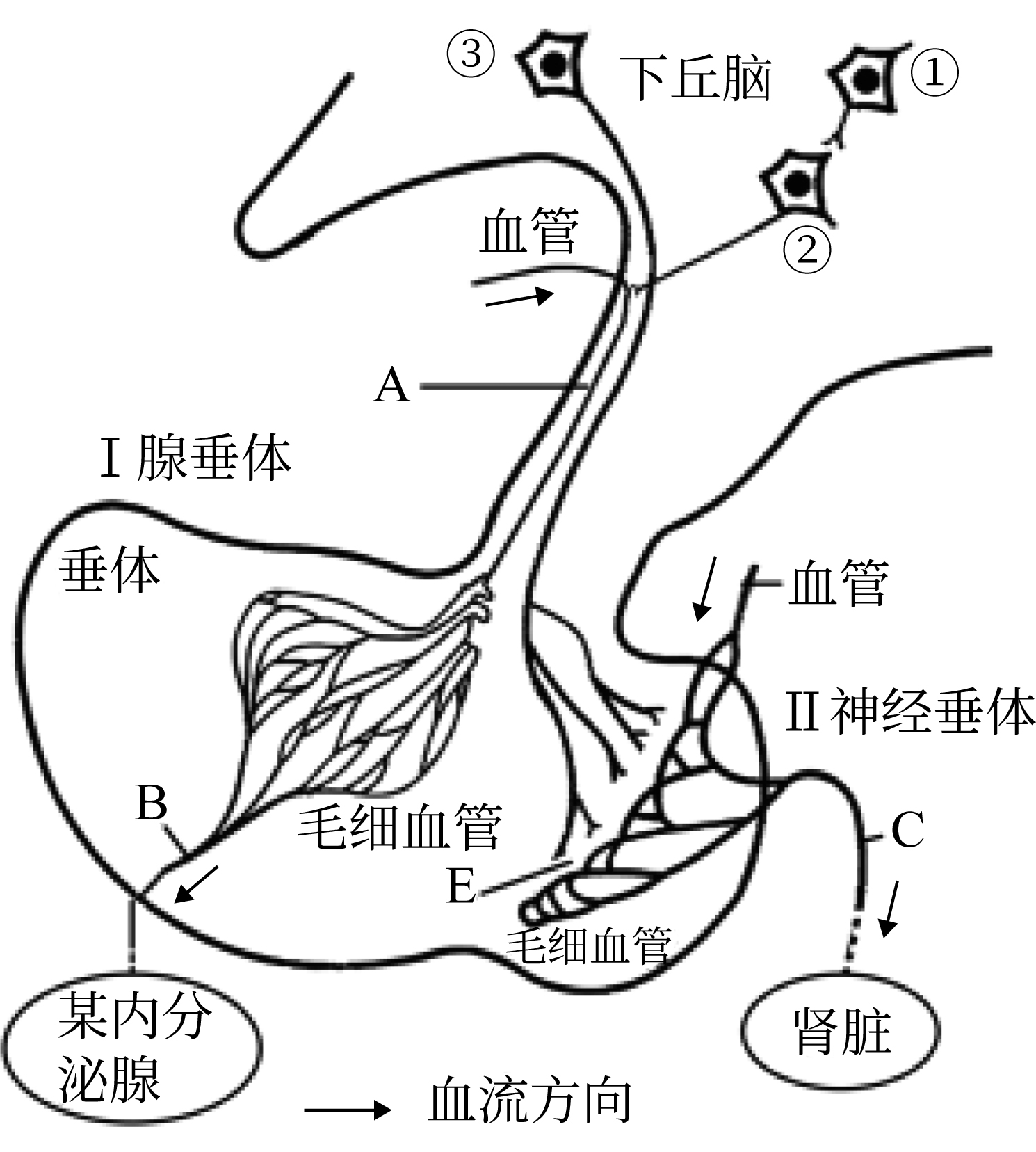 图11～14 脑垂体(光镜结构)-基础医学-医学