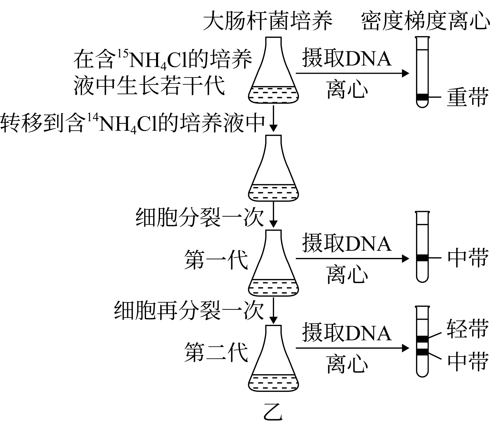 全保留复制过程图图片