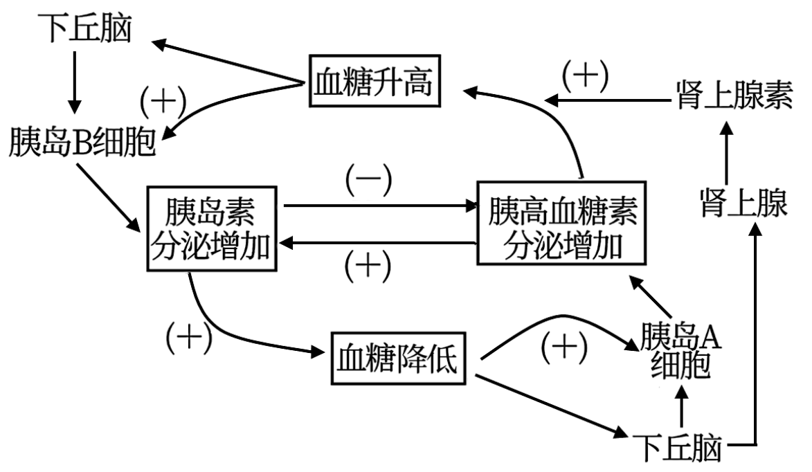 如图是人体血糖平衡调节示意图,下列有关分析错误的是