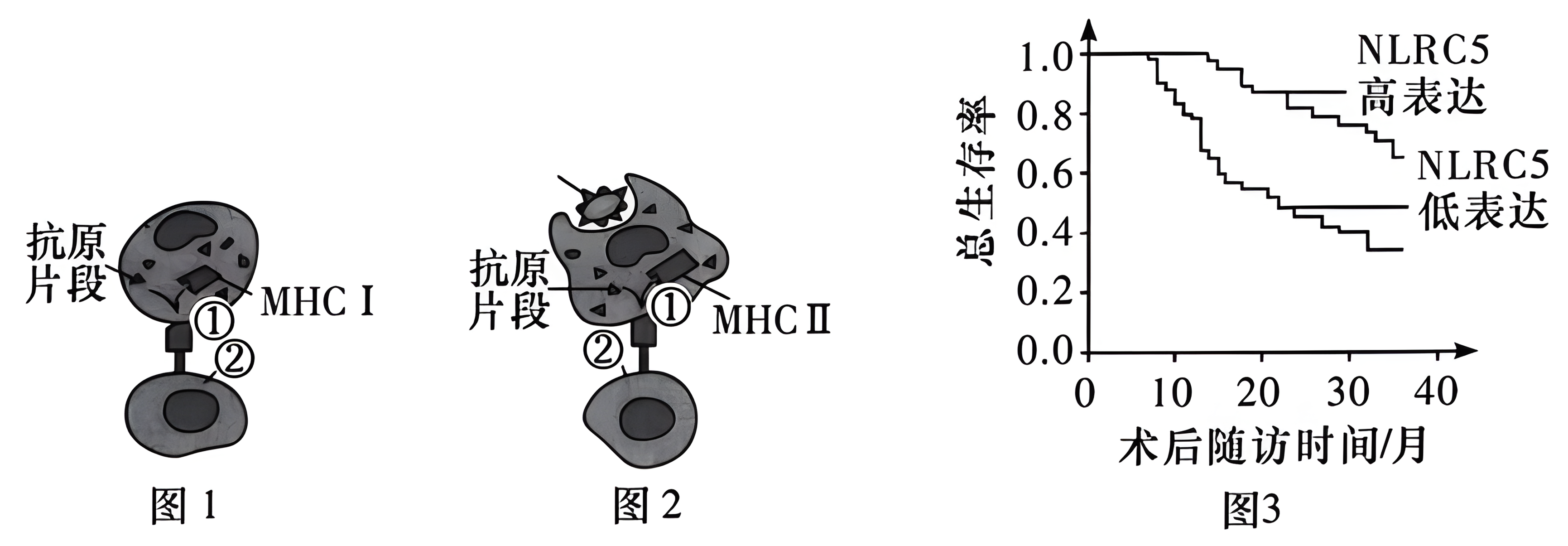 如图所示,(主要组织相容性复合体)是可以将抗原片段-高途
