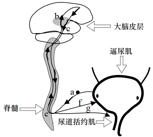 如图为人体排尿反射调节示意图,当膀胱充盈时,膀胱内-高途