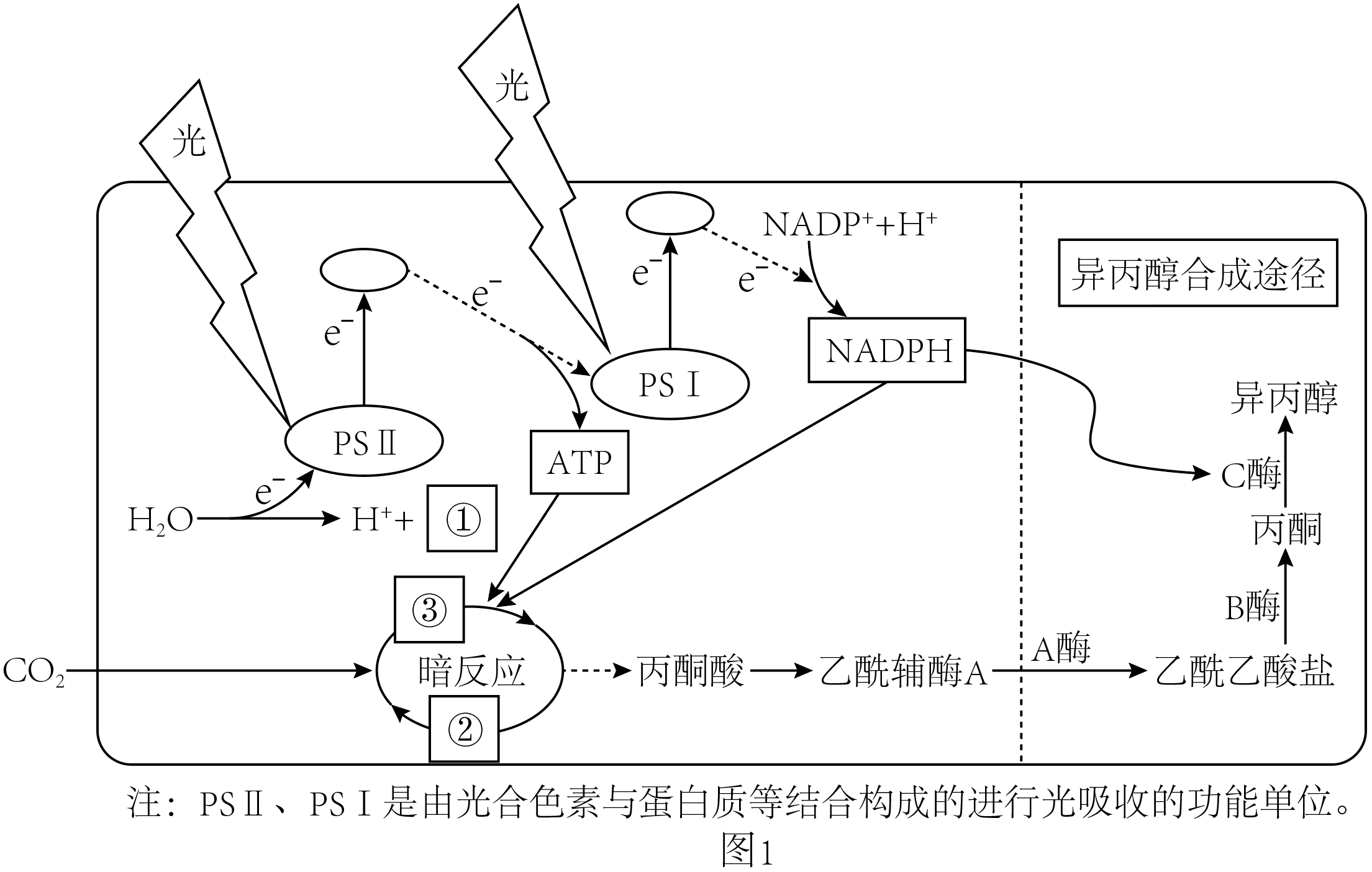 研究发现光反应产生与数量比是,而暗反应消耗的与数量-高途