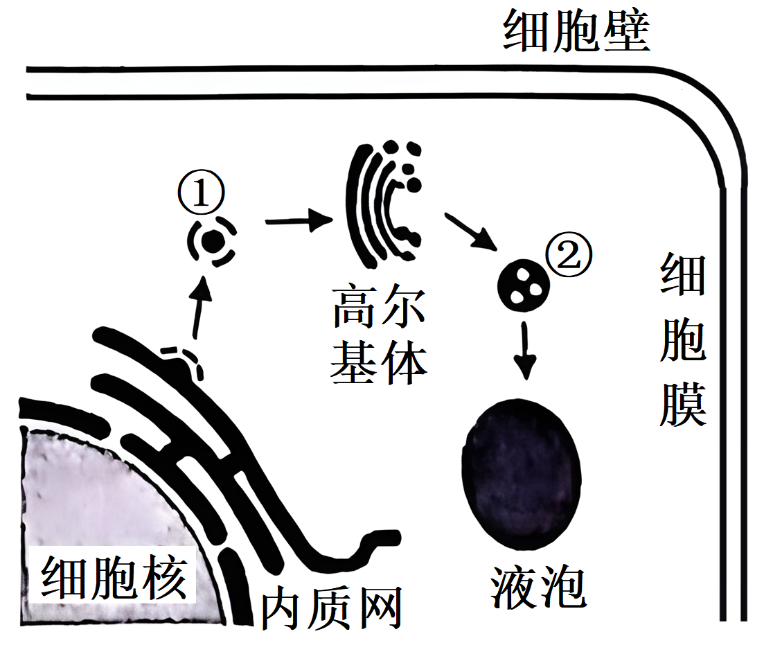 在种子形成阶段，液泡的主要功能是储存蛋白质。研究发-高途