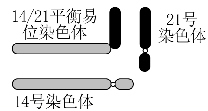 平衡易位染色体是由两条端着丝粒染色体的长臂在着丝粒-高途
