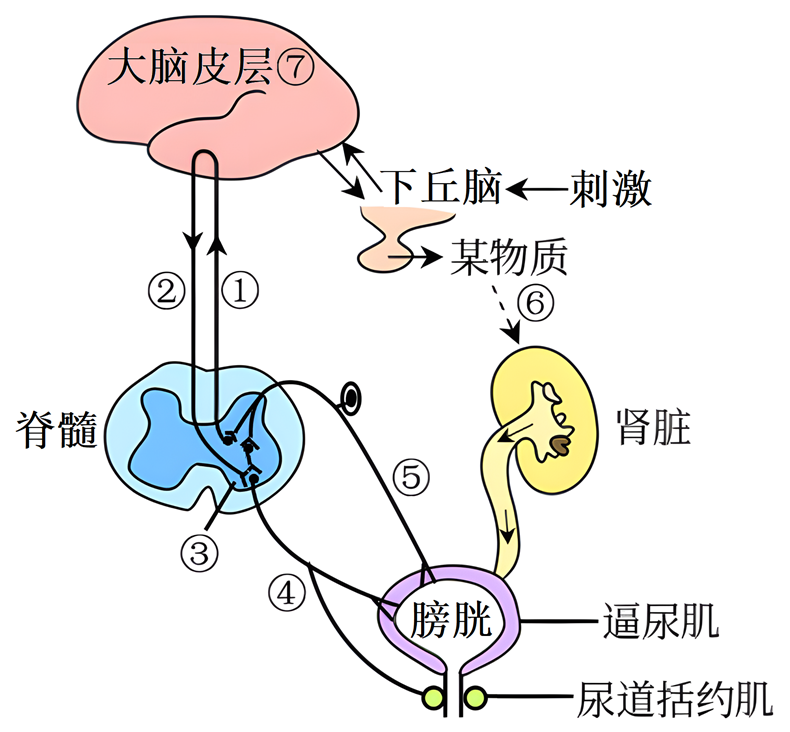 排尿是受中枢神经系统控制的复杂反射活动。膀胱逼尿肌-高途