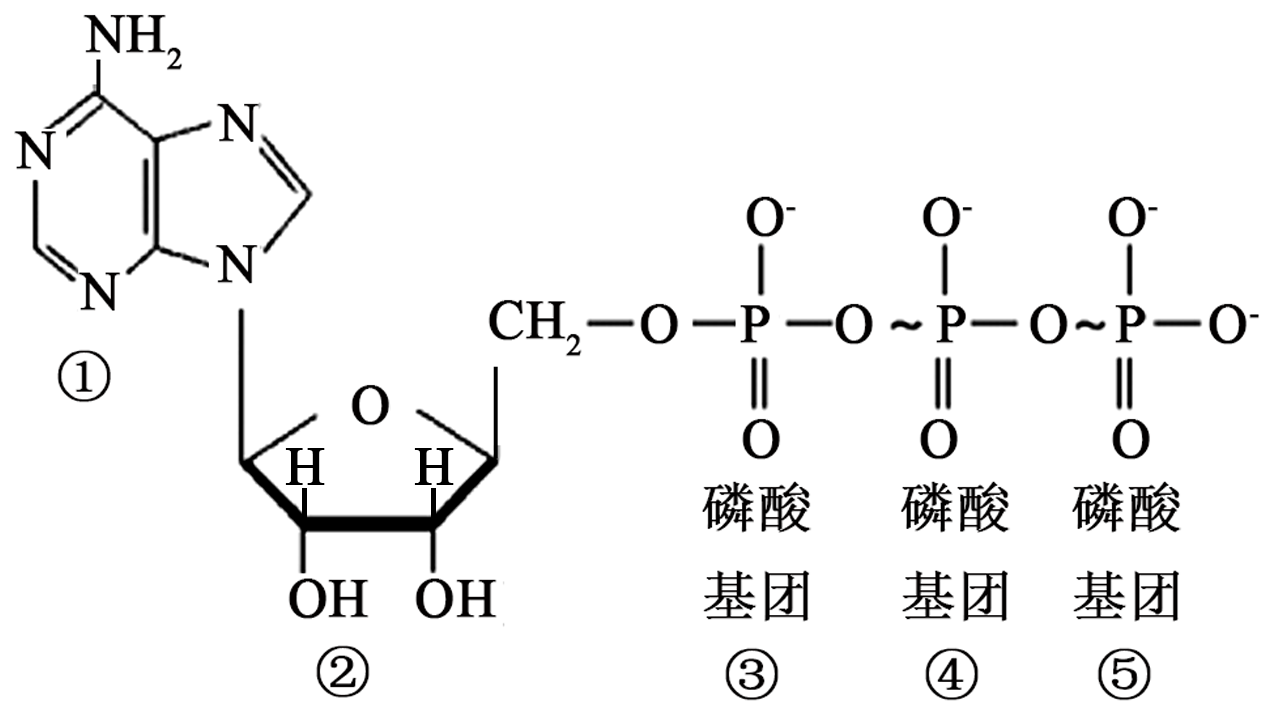 在生物体内能量的转换和传递过程中，是一种关键的物质-高途