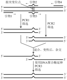 如图示利用重叠延伸技术改造目的基因的原理。相关叙述-高途