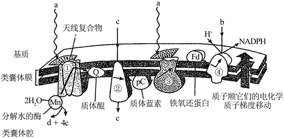植物光合作用的光反应大多是在光系统内进行的，光系统-高途